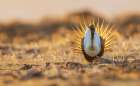 Greater sage grouse male silhouetted in morning light Art Print